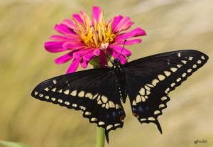 Eastern Black Swallowtail